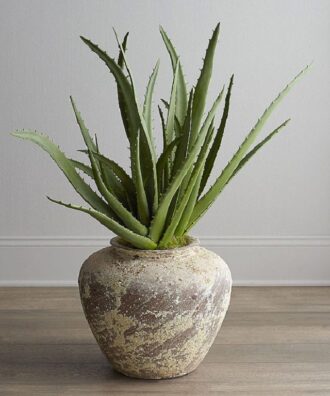 Aloe Vera (Indoor Use)