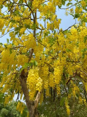 Amaltas