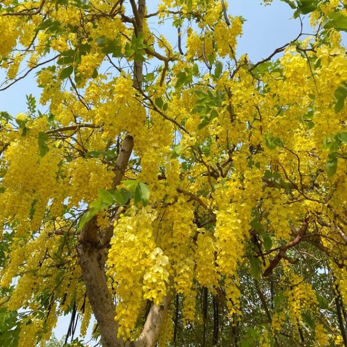 Amaltas