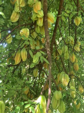 Arjun Tree