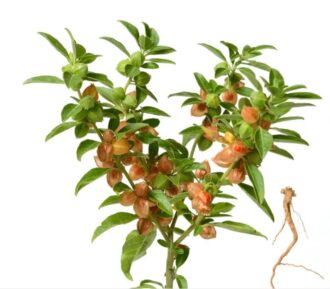 Ashwagandha