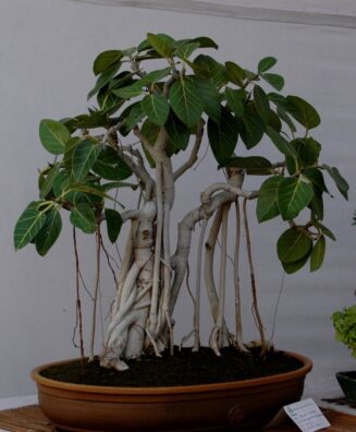 Bargad (Banyan)