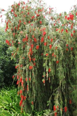 Bottlebrush