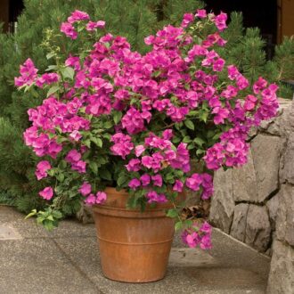 Bougainvillea