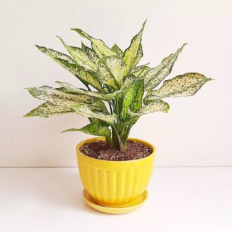 Chinese Evergreen