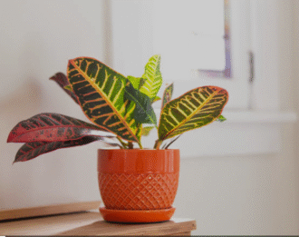Croton