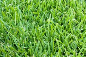 Bermuda Grass (per sq. ft)