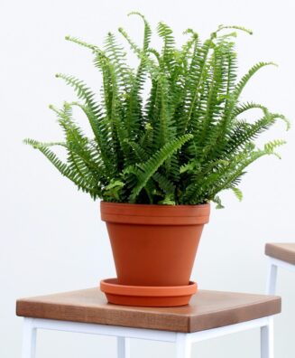 Ferns (Boston/Maidenhair)