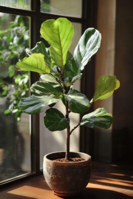 Fig