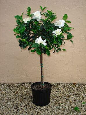 Gardenia