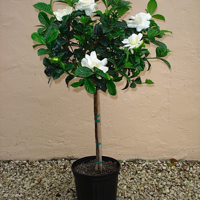 Gardenia