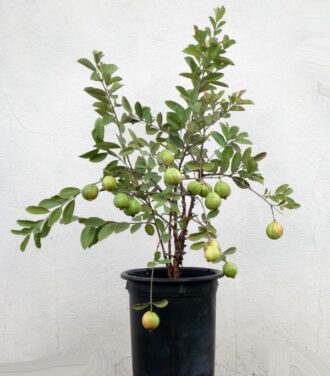 Guava