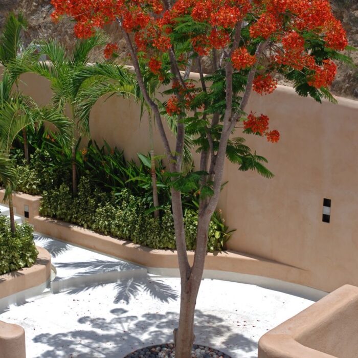 Gulmohar