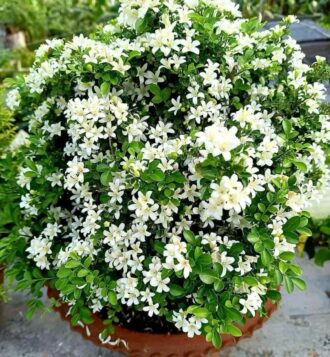Jasmine
