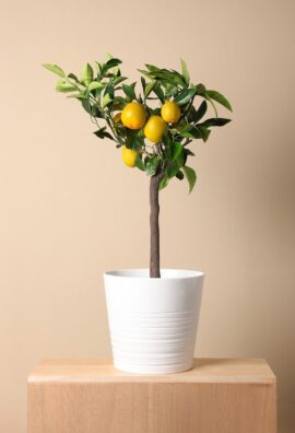 Lemon