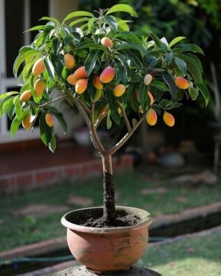 Mango