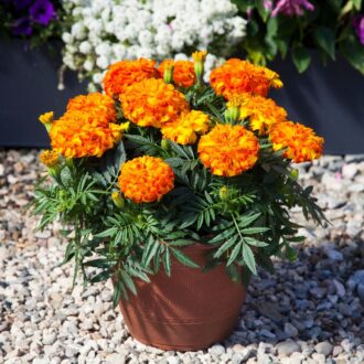 Marigold