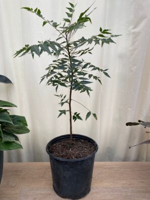 Neem