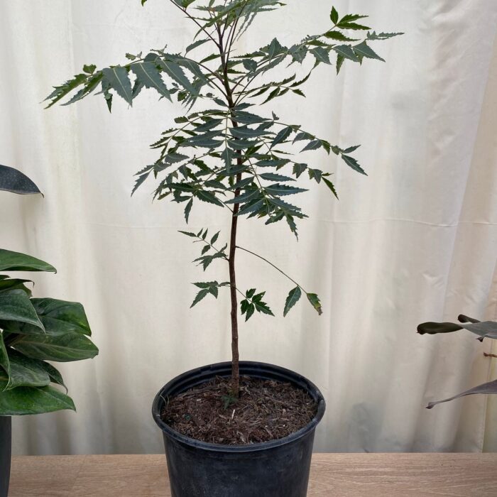 Neem