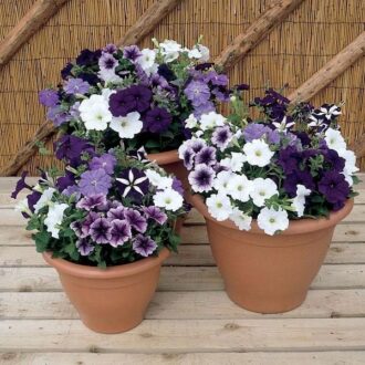 Petunia