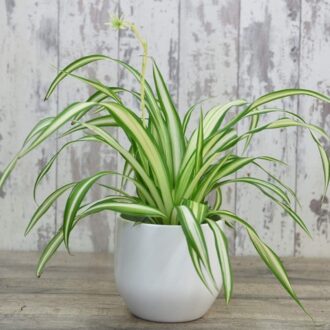 Spider Plant