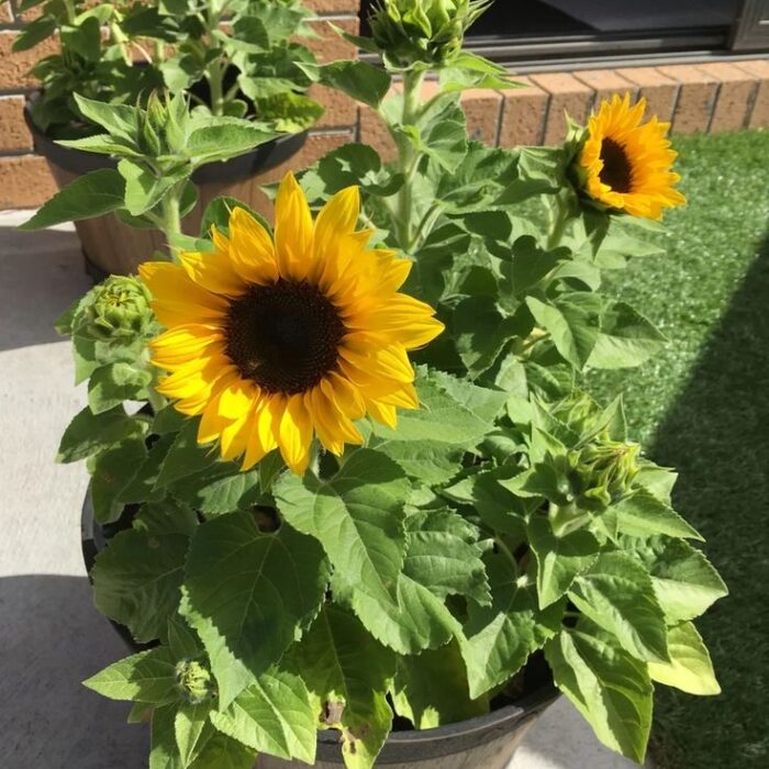 Sunflower