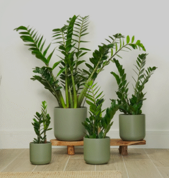 ZZ Plant