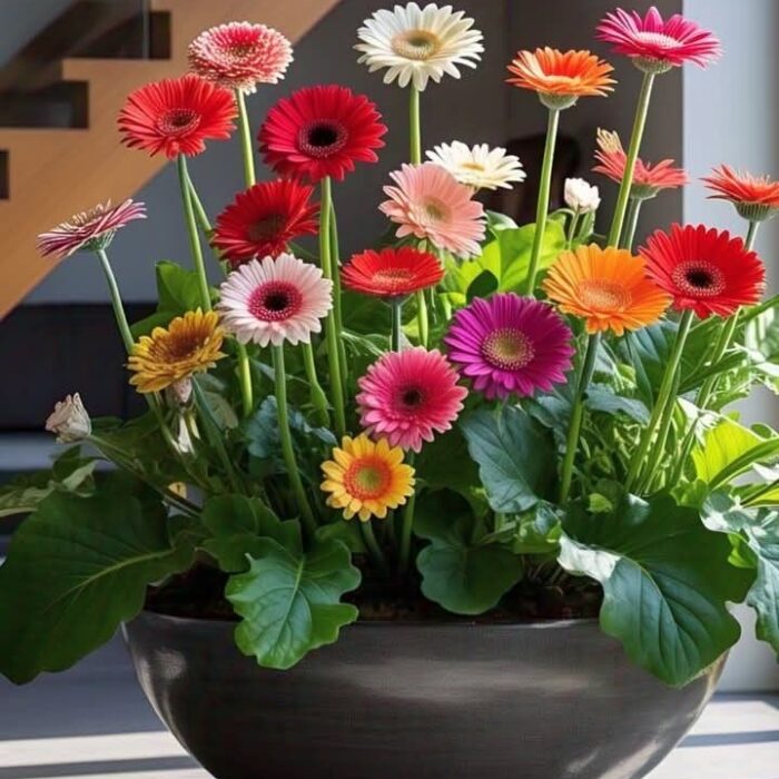 Zinnia
