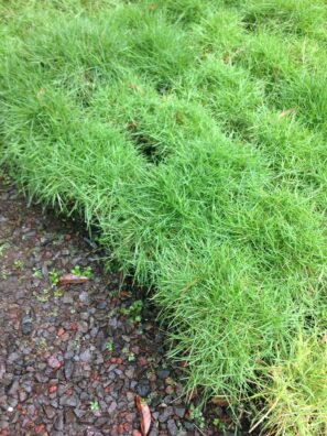 Korean Grass (per sq. ft)