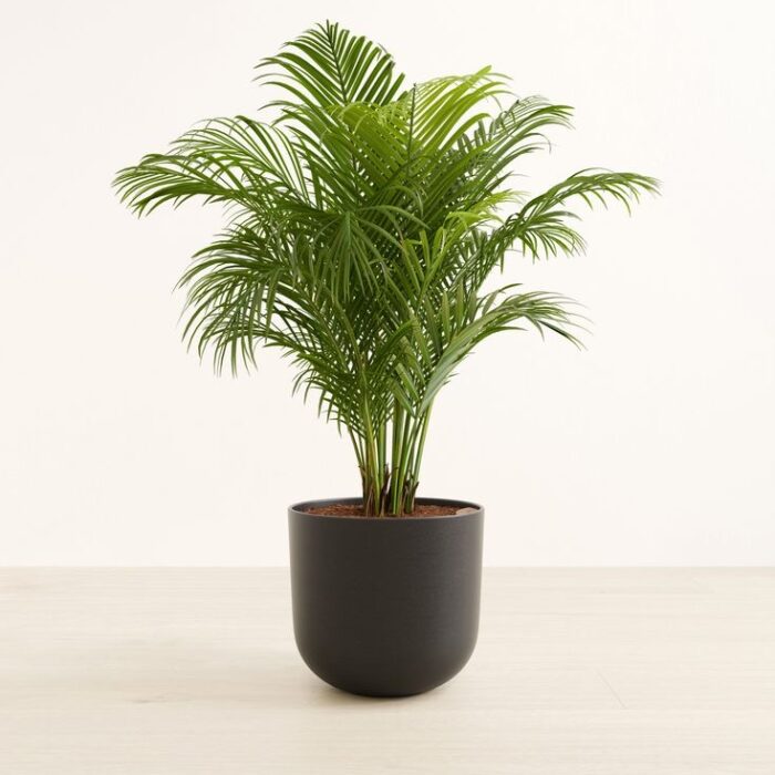 areca_palm