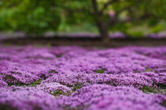 Creeping Thyme (per plant)