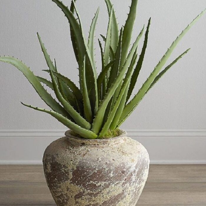resize_Aloe_Vera