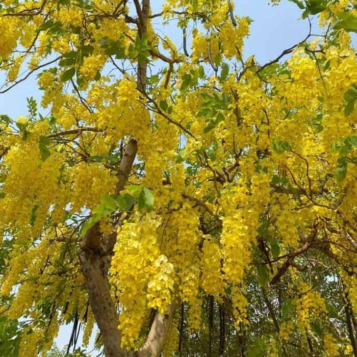 resize_Amaltas resize_Amaltas