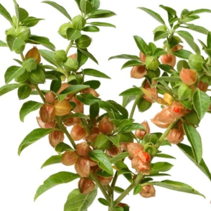 resize_Ashwagandha