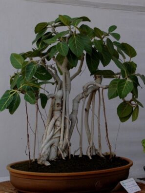 Bargad (Banyan)