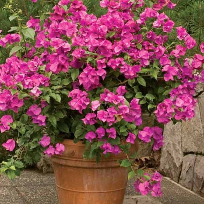 resize_Bougainvillea