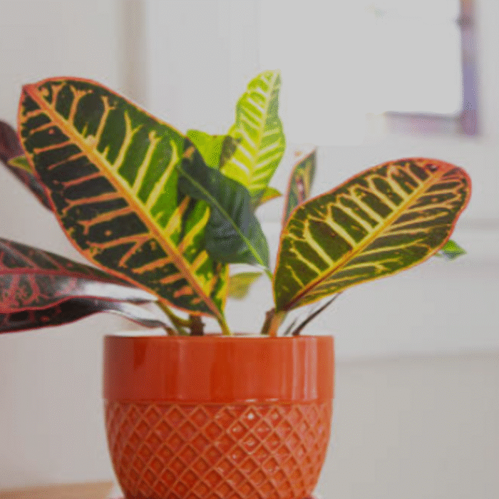 resize_Croton