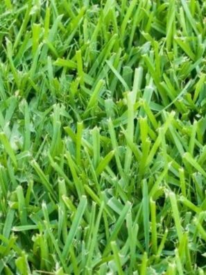 Bermuda Grass (per sq. ft)