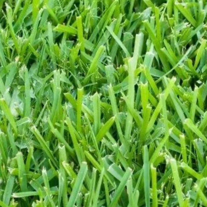 resize_Cynodon_dactylon