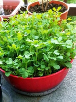 Fenugreek