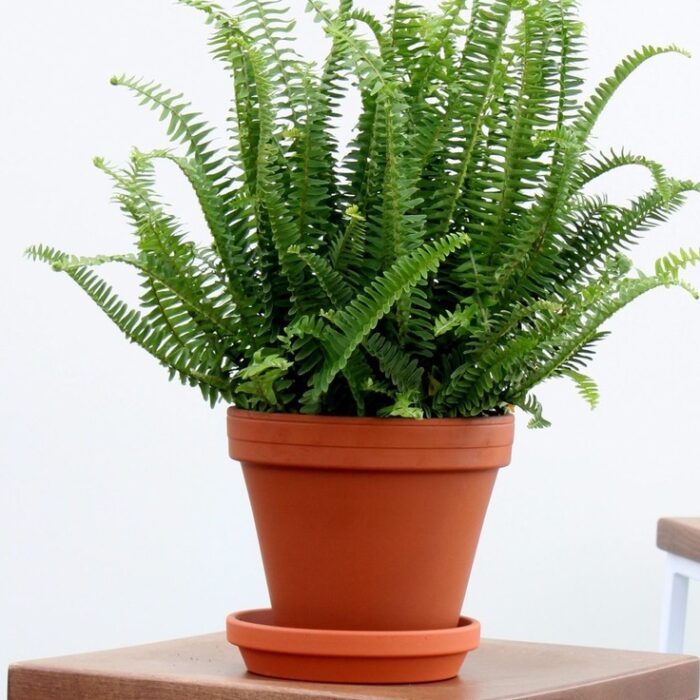 resize_Ferns