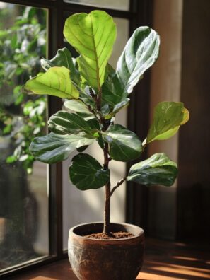 Fig