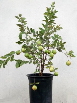 Guava