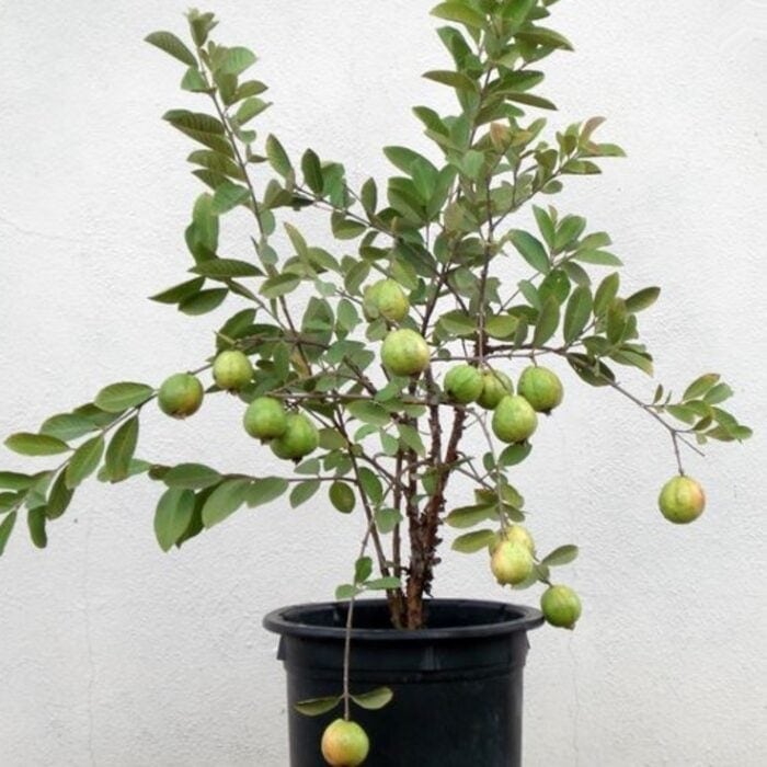 resize_Guava resize_Guava