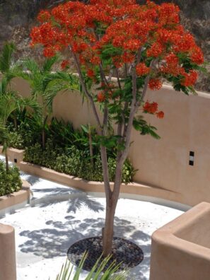 Gulmohar
