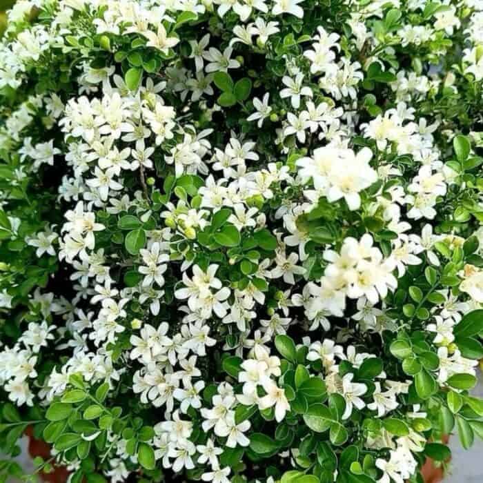 resize_Jasmine resize_Jasmine