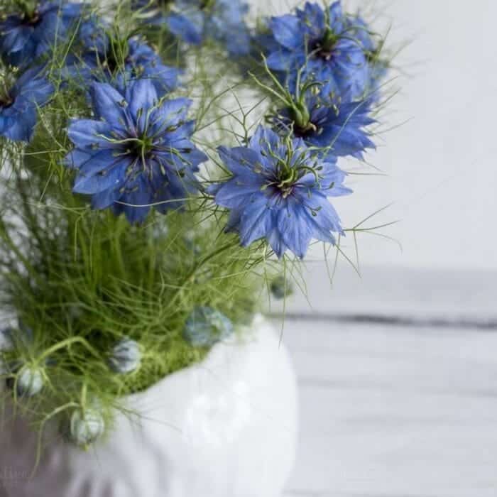 resize_Kalonji resize_Kalonji