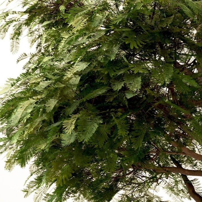 resize_Kikar