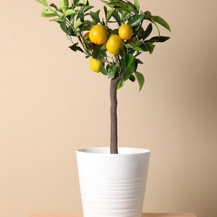 resize_Lemon