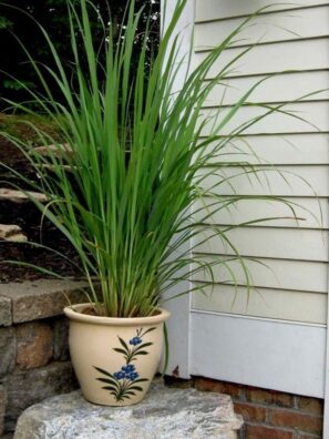 Lemongrass